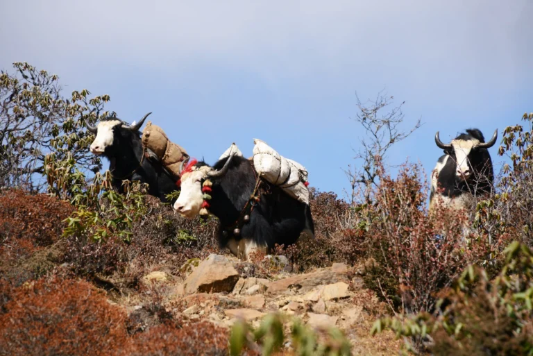 Travel Himalaya Image 19